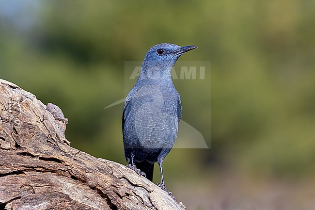 Blue Rock Thrush Male in upright position on a trunk stock-image by Agami/Onno Wildschut,