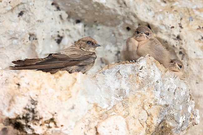 Crag Martin (Ptyonoprogne rupestris), adult perched on a rock together with a juvenile, Campania, Italy stock-image by Agami/Saverio Gatto,