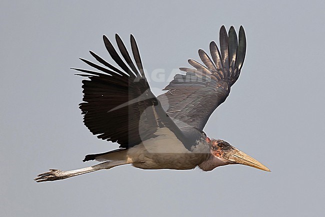 Flying adult marabou stork (Leptoptilos crumenifer) above Lake Albert in Uganda stock-image by Agami/Mathias Putze,