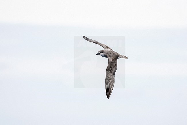 Desertas Petrel (Pterodroma deserta) at sea off Madeira. stock-image by Agami/Pete Morris,