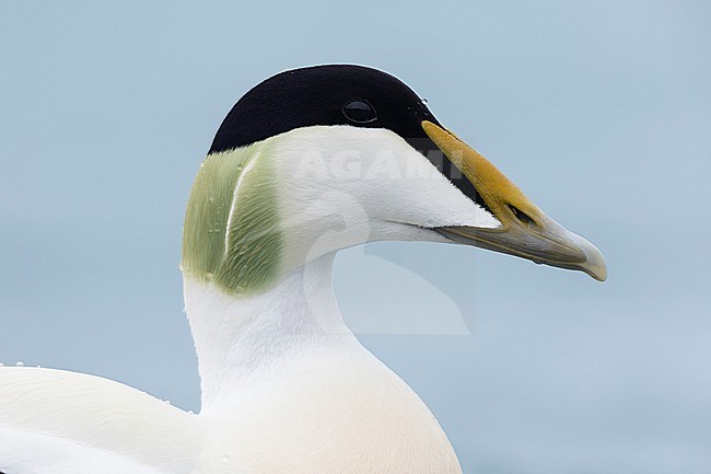 Common Eider (Somateria mollissima borealis), adult male close-up, Southern Region, Iceland stock-image by Agami/Saverio Gatto,