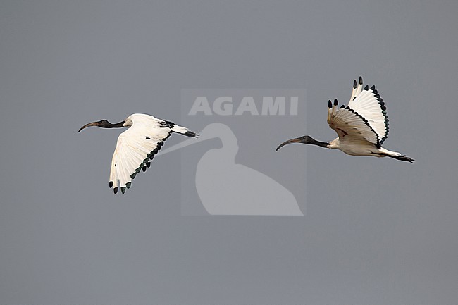 two adult African sacred ibis (Threskiornis aethiopicus) in flight, found at Lake Albert in Uganda stock-image by Agami/Mathias Putze,