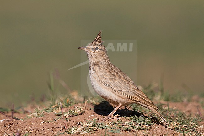 Maghreb Lark - Maghreb Lerche - Galerida macrorhyncha; ssp. macrorhyncha; Morocco; adult stock-image by Agami/Ralph Martin,