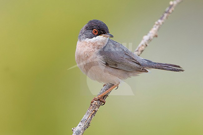 Male Ménétries's Warbler (Sylvia mystacea mystacea) in Turkey. stock-image by Agami/Daniele Occhiato,