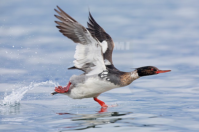 Red-breasted Merganser (Mergus serrator), side view of an adult male taking off from the water, Capital Region, Iceland stock-image by Agami/Saverio Gatto,