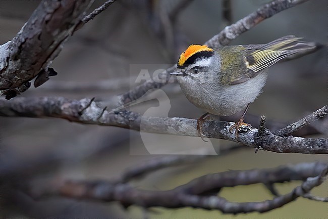Golden-crowned Kinglet perched on a branch in a rainforest in Guatemala. stock-image by Agami/Dubi Shapiro,
