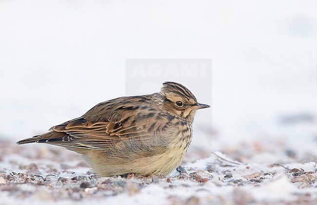 Wood Lark (Lullula arborea) perched on the ground, Utö Parainen Finland January 2016 stock-image by Agami/Markus Varesvuo,