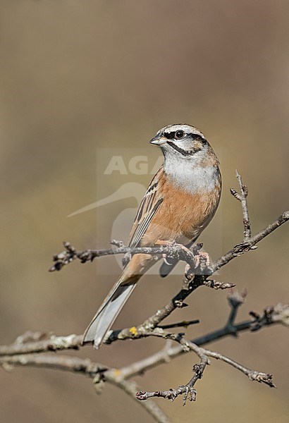 Rock Bunting (Emberiza cia) at drinking station in Italy. stock-image by Agami/Alain Ghignone,