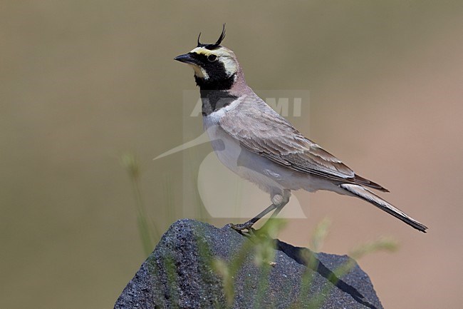 Strandleeuwerik zittend op een steen; Horned Lark perched on a stone stock-image by Agami/Daniele Occhiato,