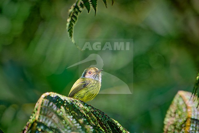 Eared Pygmy Tyrant (Myiornis auricularis) perched on a fern leave against a green colored natural background, Brazil stock-image by Agami/Tomas Grim,
