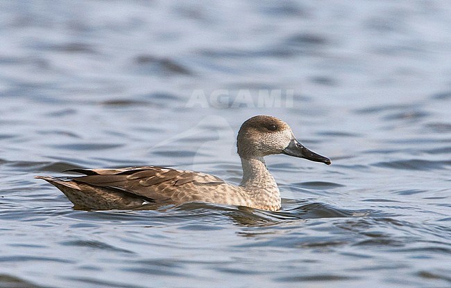 Marmereend; Vagrant Marbled Duck (Marmaronetta angustirostris) stock-image by Agami/Martijn Verdoes,