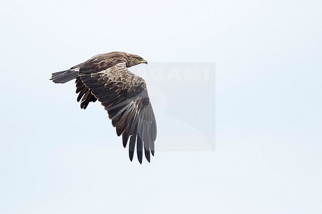 Adult Lesser Spotted Eagle, Clanga pomarina, in Romania. stock-image by Agami/Ralph Martin,