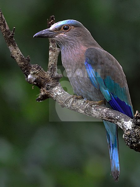 Indochinese roller (Coracias affinis) stock-image by Agami/Alex Vargas,