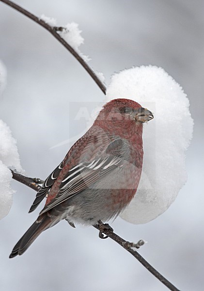 Pine Grosbeak male foraging on berries in the snow; Haakbek man foeragerend op bessen in de sneeuw stock-image by Agami/Jari Peltomäki,