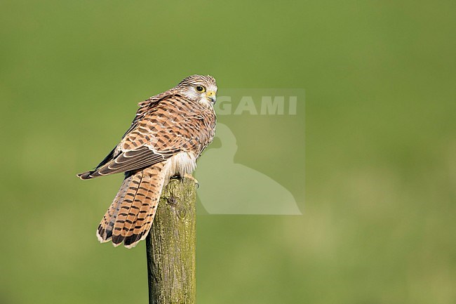 Torenvalk; Common Kestrel; stock-image by Agami/Walter Soestbergen,