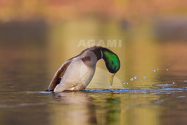 Mallard, Anas platyrhynchos male displaying in city park pond stock-image by Agami/Menno van Duijn,