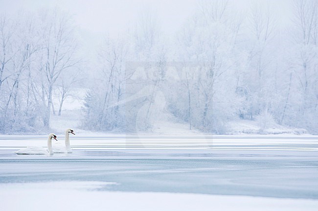 Mute Swan (Cygnus olor) swimming on frozen lake in snow covered landscape in France. stock-image by Agami/Ralph Martin,
