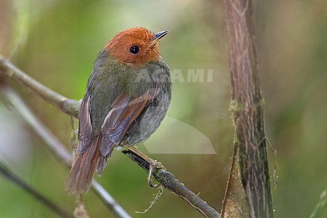 Rufous-headed Pygmy Tyrant (Pseudotriccus ruficeps) at Refugio del Tororoy, Guayabetal, Cundinamarca, Colombia. stock-image by Agami/Tom Friedel,