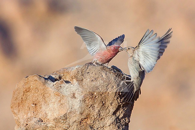 Sinai Rosefinches (Carpodacus synoicus), male and female fighting stock-image by Agami/Dubi Shapiro,