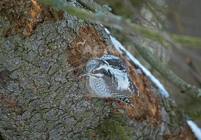 Three-toed Woodpecker female perched on tree-trunk, Drieteenspecht vrouw zittend op  boomstam stock-image by Agami/Markus Varesvuo,