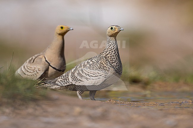 Female Chestnut-bellied Sandgrouse (Pterocles exustus) wintering in Oman. Male standing in the background. stock-image by Agami/Sylvain Reyt,