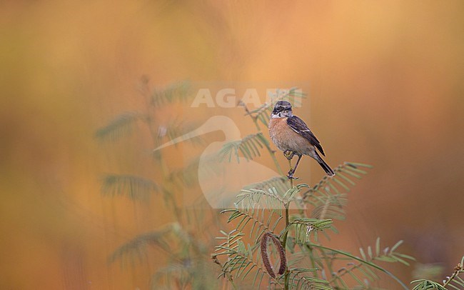 Female Stejneger's Stonechat (Saxicola stejnegeri) at Chiang Mai, Thailand stock-image by Agami/Helge Sorensen,
