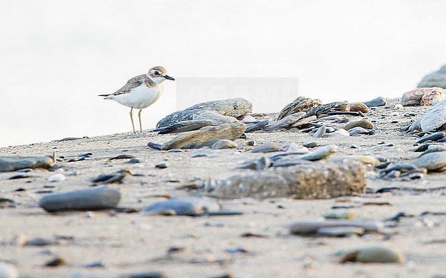 Greater Sand Plover (Anarhynchus leschenaultii) resting on the beach of Dili, Timor-Leste, in early morning light. stock-image by Agami/Lennart Verheuvel,
