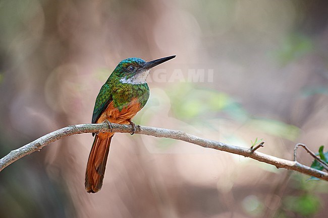 Rufous-tailed Jacamar (Galbula ruficauda) perched on a twig against a clean green natural background stock-image by Agami/Tomas Grim,