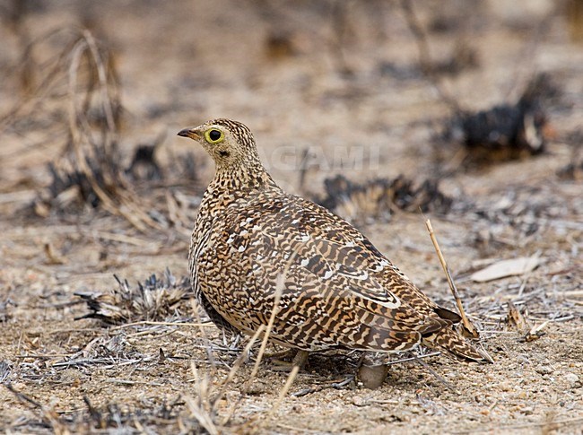 Dubbelbandzandhoen, Double-banded Sandgrouse, Pterocles bicinctus stock-image by Agami/Marc Guyt,