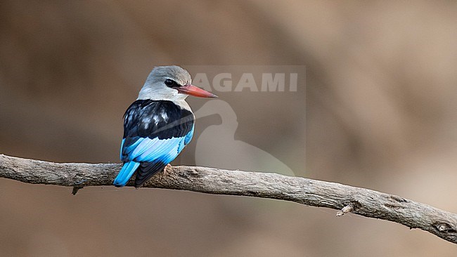 Back view of an adult Grey-headed Kingfisher (Halcyon leucocephala) on a branch. Gambia, Africa stock-image by Agami/Markku Rantala,