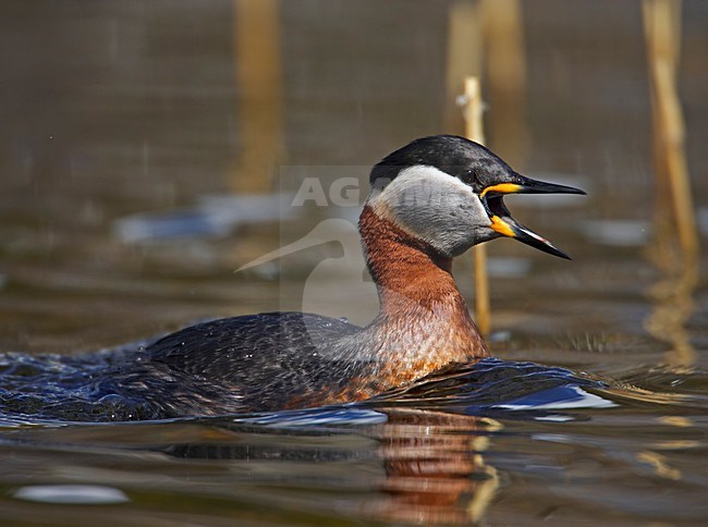 Red-necked Grebe adult swimming; Roodhalsfuut volwassen zwemmend stock-image by Agami/Markus Varesvuo,
