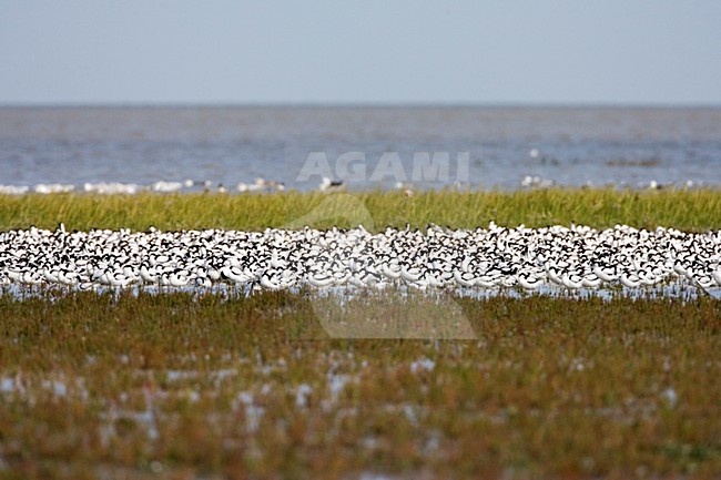 Kluten op een hoog water vluchtplaats; Pied Avocets at high water roost stock-image by Agami/Marc Guyt,