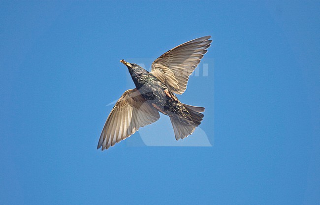 Spreeuw in vlucht; Common Starling in flight stock-image by Agami/Jari Peltomäki,