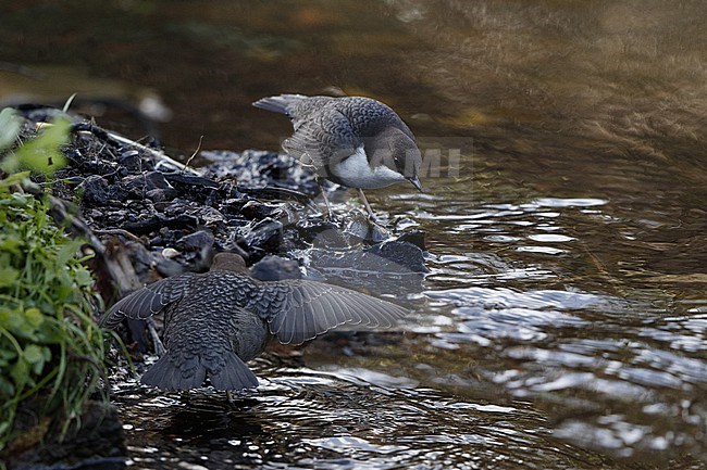 White-throated Dipper (Cinclus cinclus cinclus) 2 birds fighting at Rådvad, Denmark. The image is a composite of two images. stock-image by Agami/Helge Sorensen,
