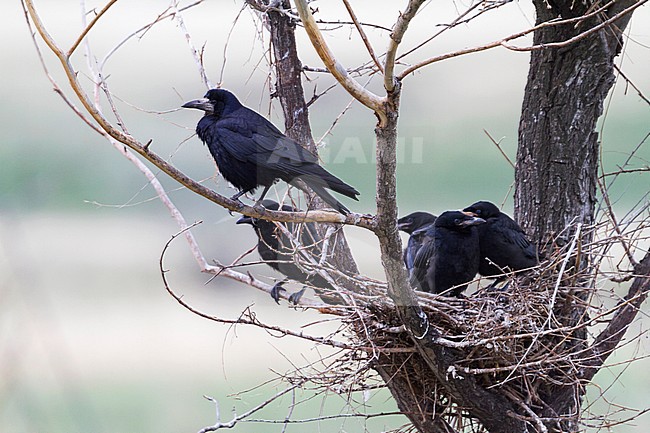 Roek, Rook, Corvus frugilegus ssp. frugilegus, Germany, adult and juvenile stock-image by Agami/Ralph Martin,