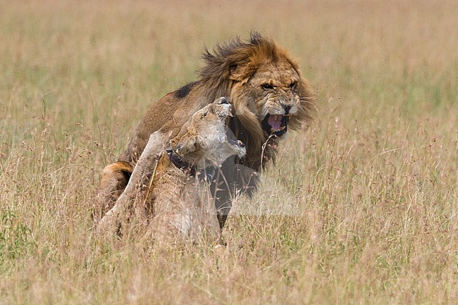 A radio collared lioness, Panthera leo, fighting off the male after mating. Seronera, Serengeti National Park, Tanzania stock-image by Agami/Sergio Pitamitz,