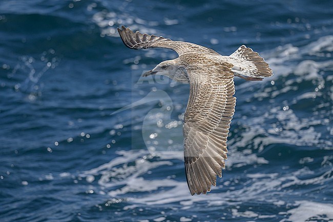 Yellow-legged gull (Larus michaellis), immature (1cy), flying, with the sea as background. stock-image by Agami/Sylvain Reyt,