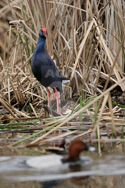Purple Swamphen in reed Portugal, Purperkoet in riet Portugal stock-image by Agami/Menno van Duijn,