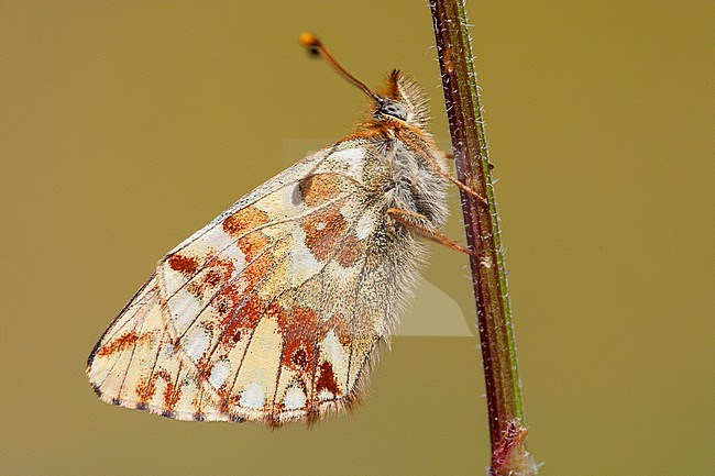Herdersparelmoervlinder / Shepherd's Fritillary (Boloria pales) stock-image by Agami/Wil Leurs,