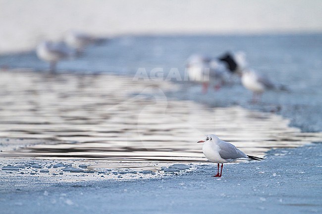 Black-headed Gull - Lachmöwe - Larus ridibundus, Germany, adult in winter plumage standing on ice. stock-image by Agami/Ralph Martin,