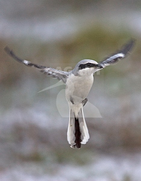 Klapekster zoekend naar prooi; Great Grey Shrike looking for prey stock-image by Agami/Jari Peltomäki,