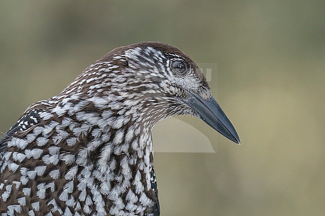  stock-image by Agami/Marcel Burkhardt,