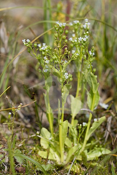 Waterpunge stock-image by Agami/Arnold Meijer,