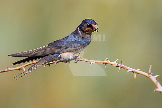 Barn Swallow (Hirundo rustica) in Italy. stock-image by Agami/Daniele Occhiato,