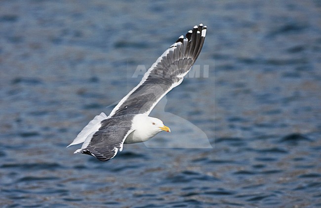Kamtsjatkameeuw volwassen vliegend; Slaty-backed Gull adult flying stock-image by Agami/Marc Guyt,