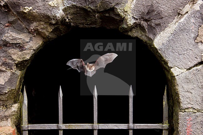 Grootoorvleermuis in de vlucht; Brown long-eared Bat in flight stock-image by Agami/Theo Douma,