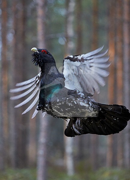 Baltsend mannetje Auerhoen; Male Western Capercaillie in display stock-image by Agami/Markus Varesvuo,