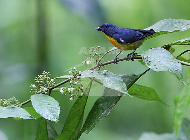 Male Yellow-rumped Flowerpecker, Prionochilus xanthopygius, in Borneo. stock-image by Agami/James Eaton,