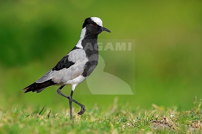 Blacksmith Lapwing (Vanellus armatus), side view of an adult standing on the ground, Western Cape, South Africa stock-image by Agami/Saverio Gatto,