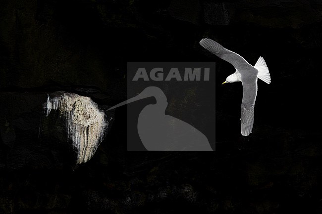 Black-legged Kittiwake (Rissa tridactyla), adult in flight seen from the above, Southern Region, Iceland stock-image by Agami/Saverio Gatto,